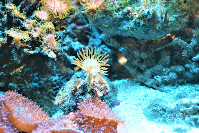 Fluoreszierende Korallen im Aquarium, Haus des Meeres, Wien
