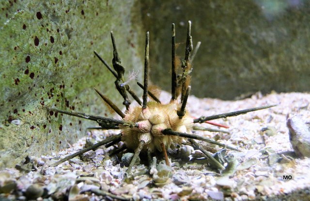 Seeigel im Haus des Meeres in Wien