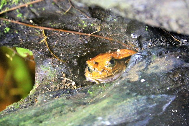 Frosch im Haus des Meeres in Wien