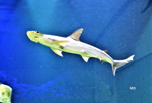 Hammerhai im Aquarium, Haus des Meeres in Wien