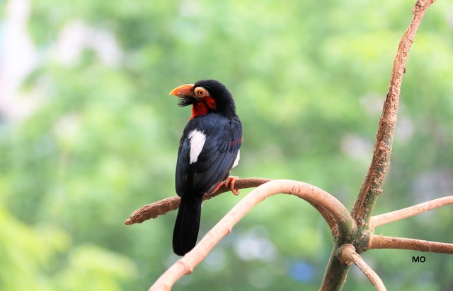 Vogel im Haus des Meeres in Wien
