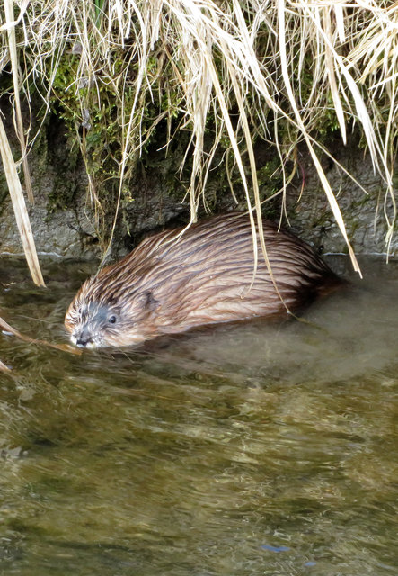 Biber im Moosbach bei Angerberg | Foto: ZOOM.TIROL
