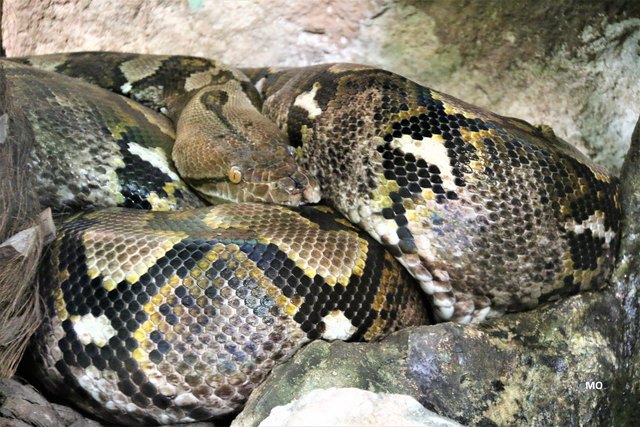 Riesen-Boa im Haus des Meeres in Wien,