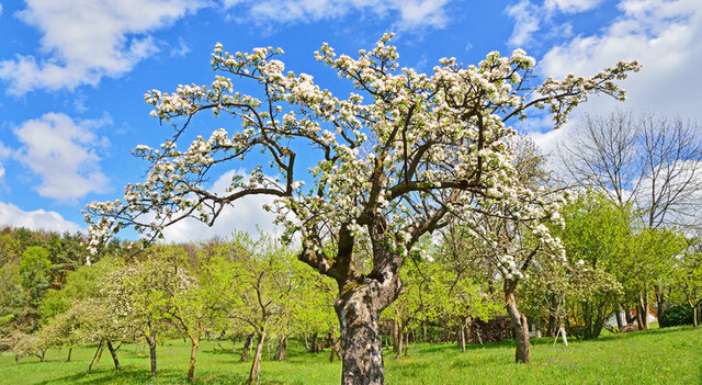 Streuobstbäume prägen unser Landschaftsbild. | Foto: Foto: KK