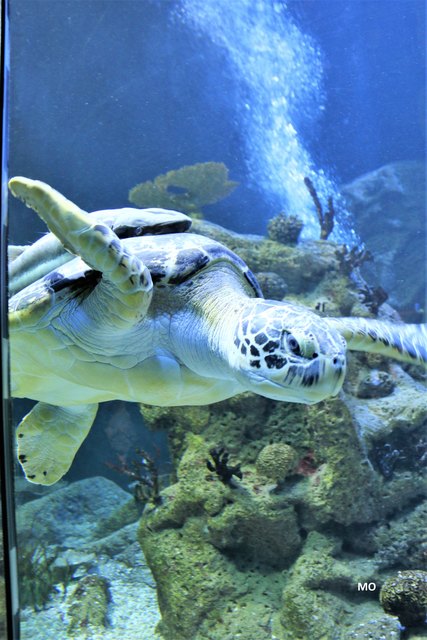 Puppi die Riesenschildkröte, Haus des Meeres in Wien