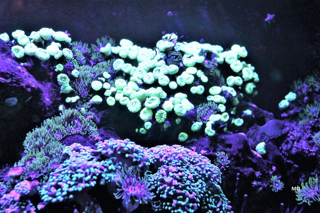 Fluoreszierende Korallen im Haus des Meeres Wien