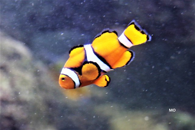 Clownfisch, Trauerband- Anemonenfisch, im Haus des Meeres in Wien