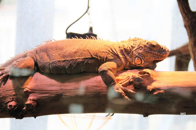 Leguan im Haus des Meeres in Wien