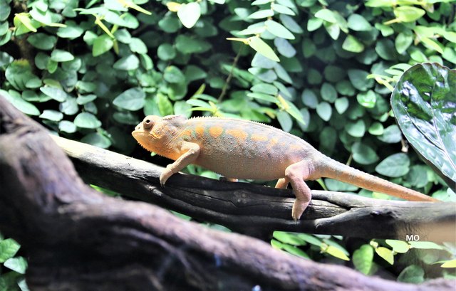 Chameleon, Haus des Meeres in Wien