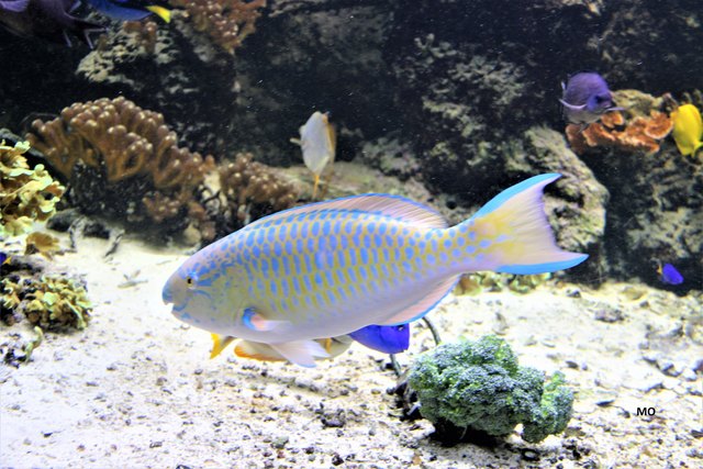 Fische im Aquarium, Haus des Meeres in Wien