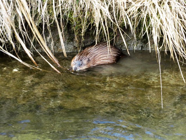 Biber im Moosbach bei Angerberg. | Foto: ZOOM.TIROL