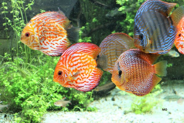 Fischaquarium im Haus des Meeres in Wien, Diskusfische
