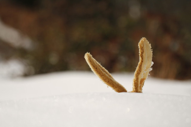 Geht der Osterhase im Schnee unter? Die Bezirksblätter Niederösterreich zeigen dir, wann es zuletzt nach Frühlingsbeginn noch Schnee in deiner Heimatgemeinde gab und lassen einen Experten von UBIMET das Wetter der kommenden Wochen vorhersagen. | Foto: Heidi Bücker
