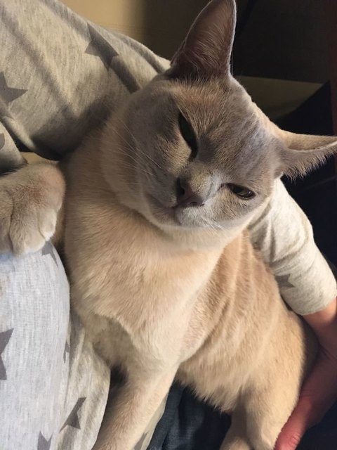 Kater Baloo wird in der Josefiau vermisst