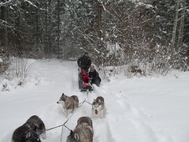 Huskyurlaub in Tirol
