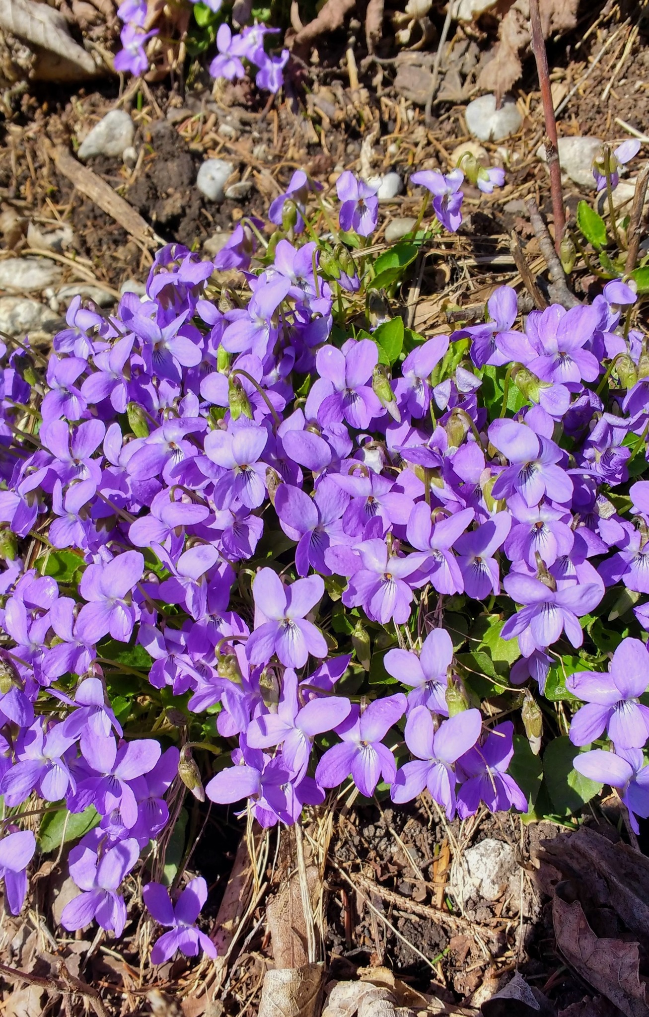 lila Veilchen Tennengau