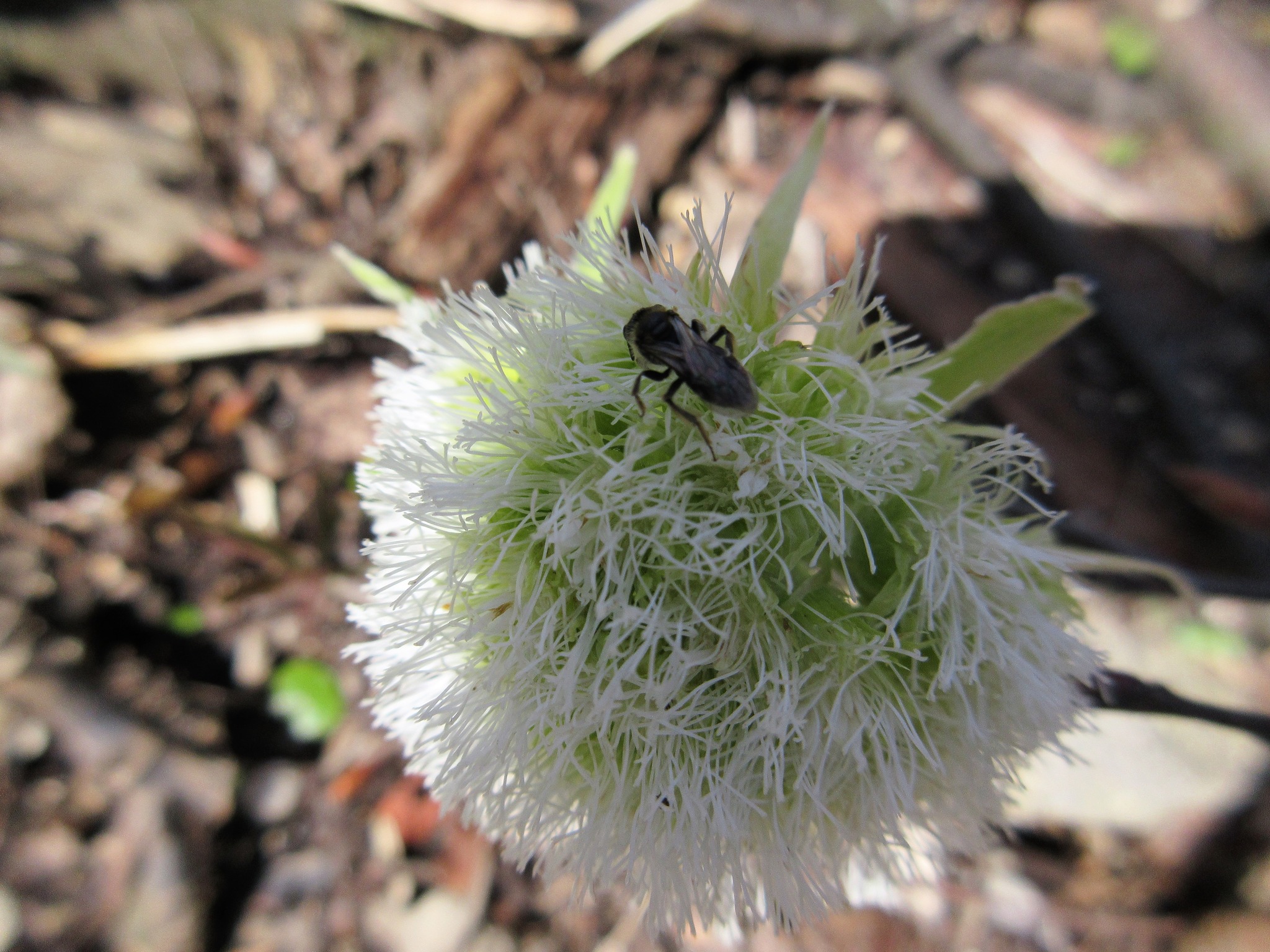 Wer kennt diese Pflanze?..... - Eisenstadt