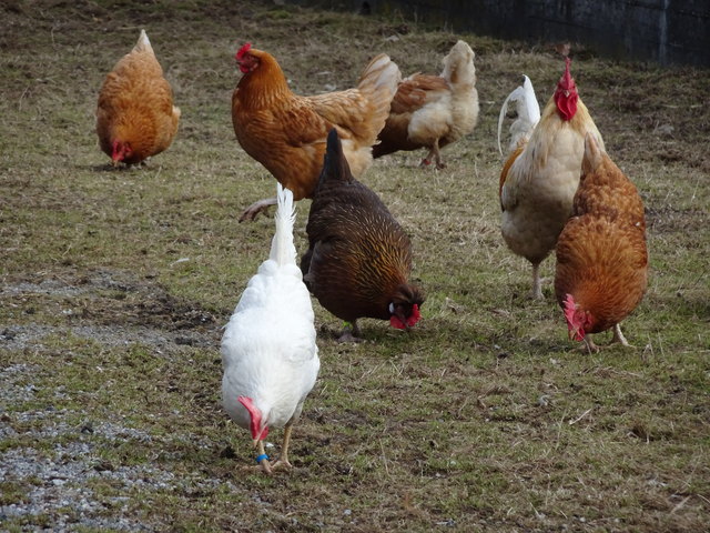 ..., alle Ostereier sind gelegt und endlich haben die Damen wieder Zeit für einen Ausflug ins Grüne
