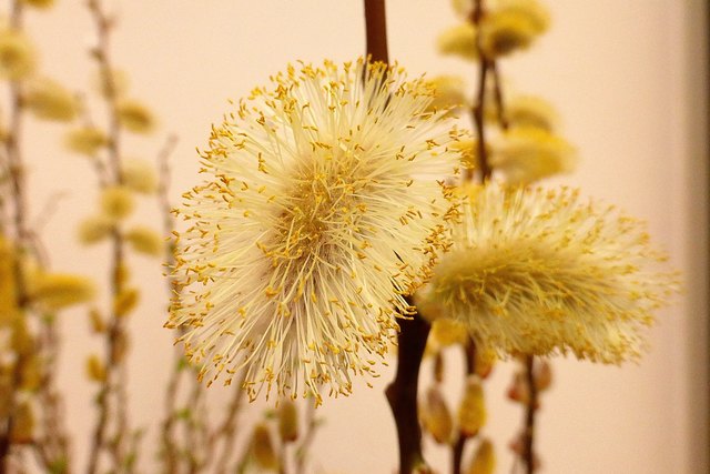 Der ganze Strauch scheint ein einziger Bienenstock zu sein