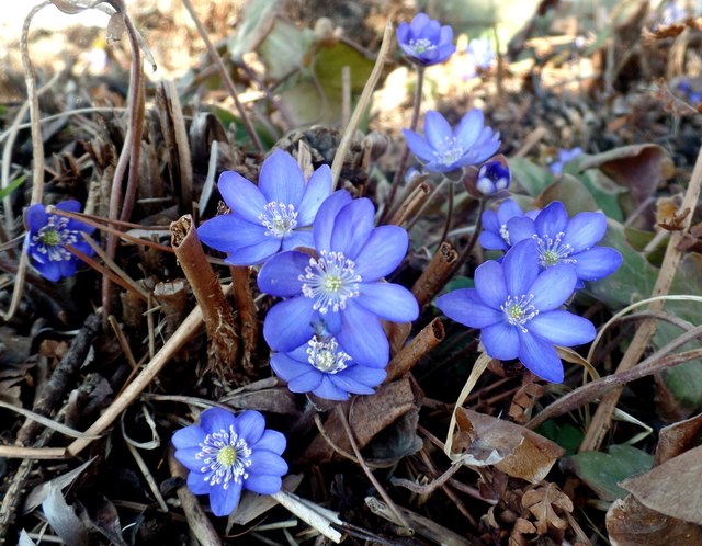 Die Leberblümchen sind schon einige Zeit sichtbar, doch jetzt durch die warme Sonnen strahlen sie:-)
