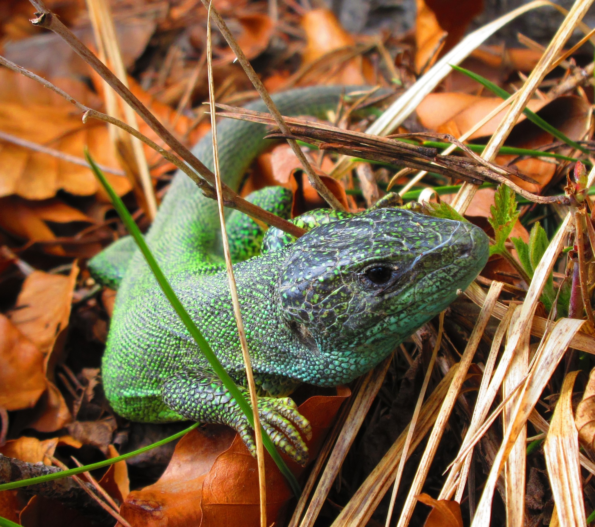 Smaragdeidechsen Villach