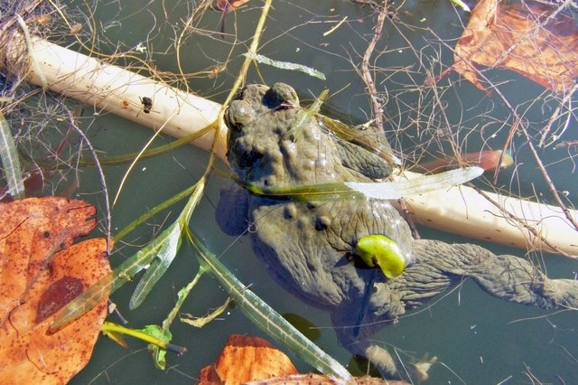 Amphibien im Teich Linz
