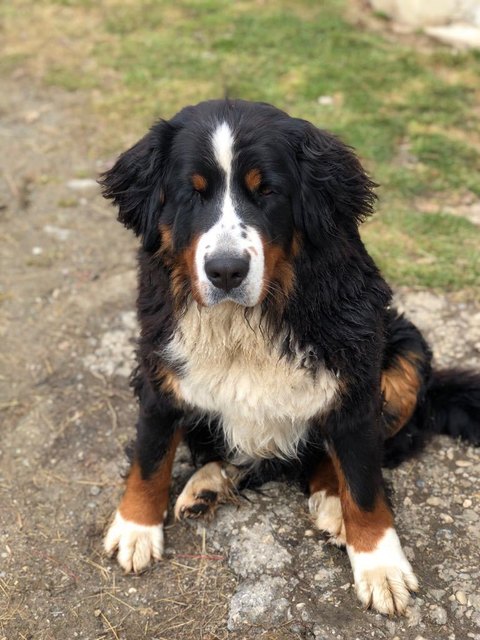 "Bella" wird vermisst | Foto: KK