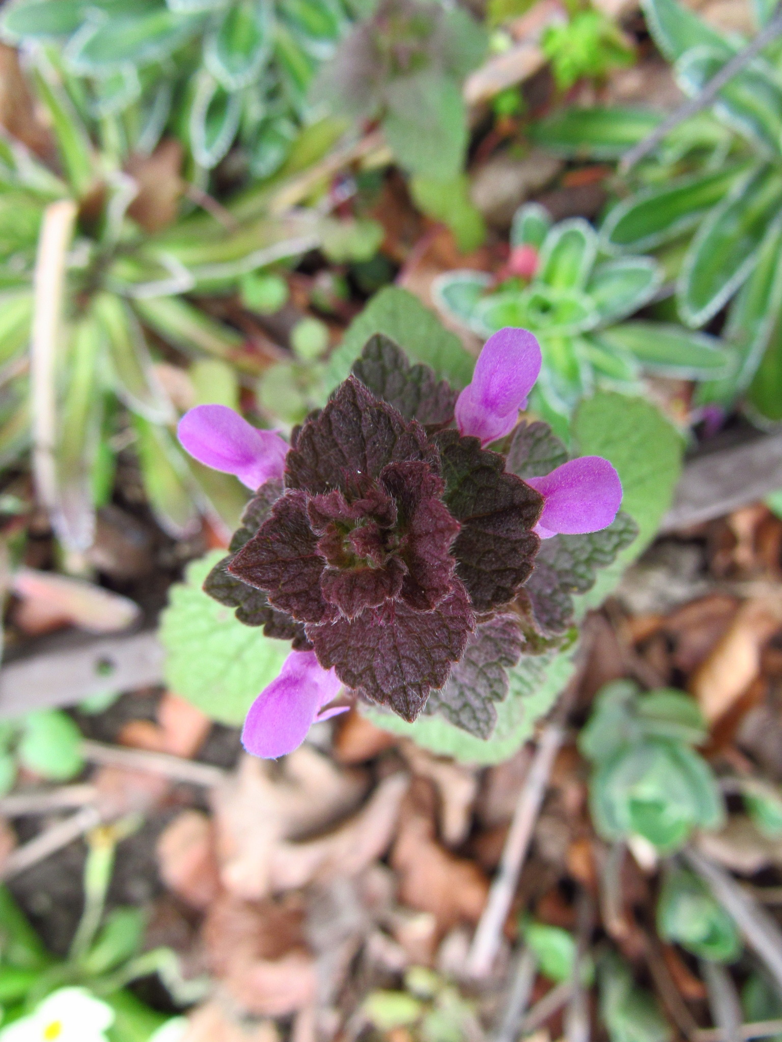 57+ Kleine Garten Blümchen, Wie gestalten sie kleine gärten mit.