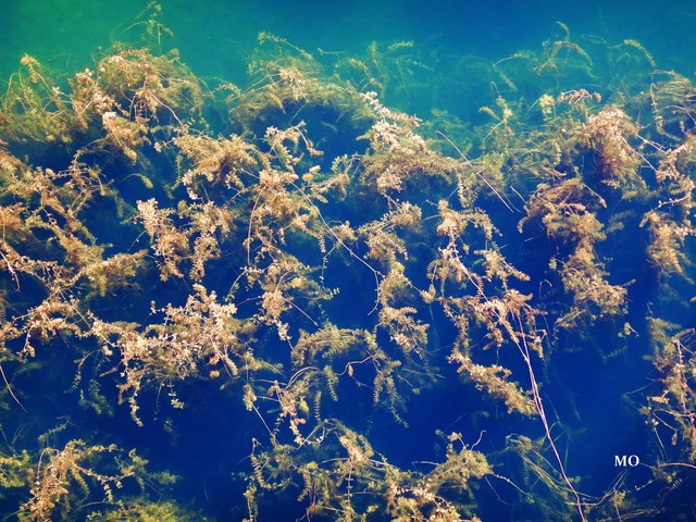 Da im Seegras verstecken sich die Fische und ich kann die fetten Kerle nicht knipsen. Schwarzlsee, Austria