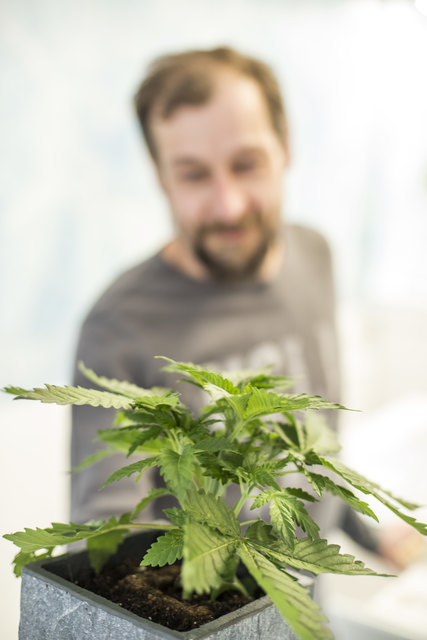 Michael Freissler braut Hanf im Waldviertel an.