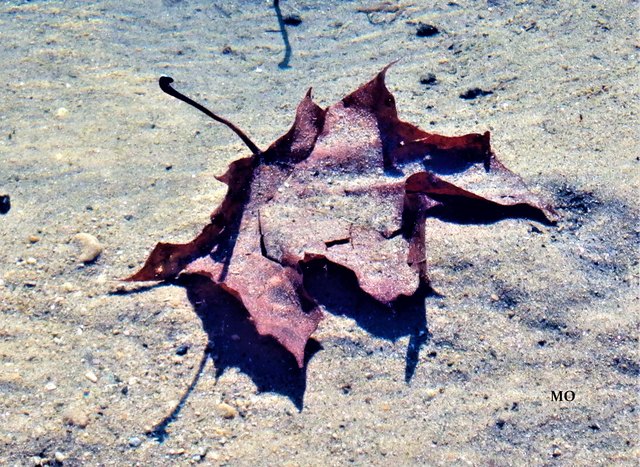 Lass das Blatt im See liegen, der Nächste erfreut sich auch an seiner Schönheit. Schwarzlsee, Premstätten bei Graz
