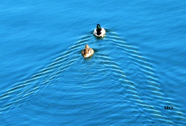 Wir schwimmen noch eine Runde am Schwarzlsee!