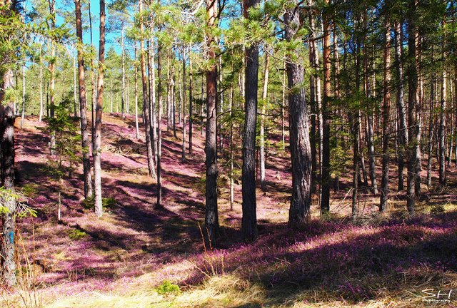 Aktuelles Bild der Erikablüte am Gulsenberg/ Kraubath