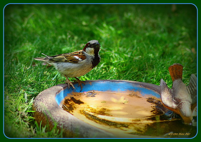 Der kleine Spatz war hocherfreut! ;)