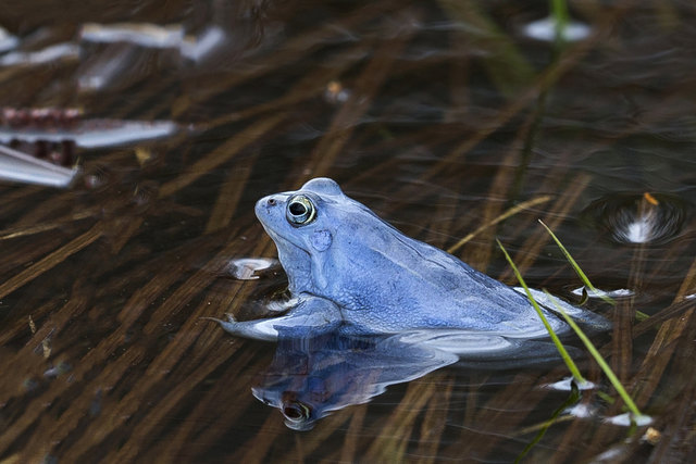 Balkan-Moorfrosch  Färbungsschauspiel nur DREI Tage lang während der Paarungszeit. Dafür aber erstaunlicherweise alle gleichzeitig. Teilweise bis 1000Stück in einer Teichanlage