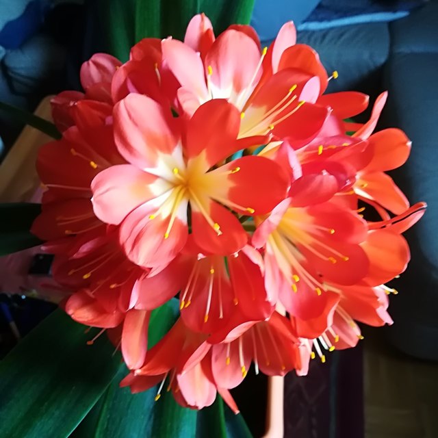 Die Klivie ist eine Pflanzenart aus der Gattung der Klivien in der Familie der Amaryllisgewächse. Sie ist ursprünglich im Südlichen Afrika beheimatet und einige Sorten werden weltweit als Zierpflanzen verwendet. Wikipedia