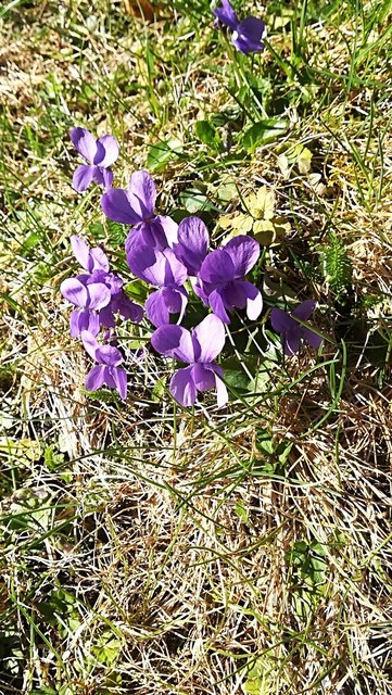 Wie kleine violette Äuglein blinzeln die Veilchen im Frühling aus dem Gras.

In der Antike war das Veilchen sogar eine heilige Blume. Es war dem Gott Pan geweiht und zu Ehren des Saturn wurden Veilchenkränze auf dem Kopf getragen.

Schon Hippokrates setzte das Veilchen für allerlei Beschwerden ein, unter anderem gegen Sehstörungen, Kopfschmerzen und Melancholie.

In der heutigen Naturheilkunde wird das Veilchen vorwiegend bei Beschwerden der Atemwege, z.B. Husten und Bronchitis eingesetzt.aus heilkräuter .d