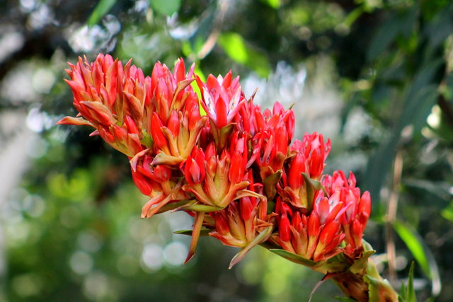 eine Rarität, die Australische Speerblume blüht