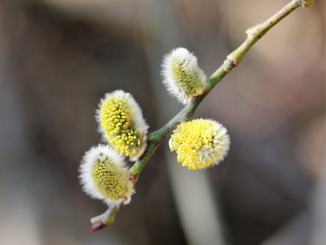 in voller Blüte