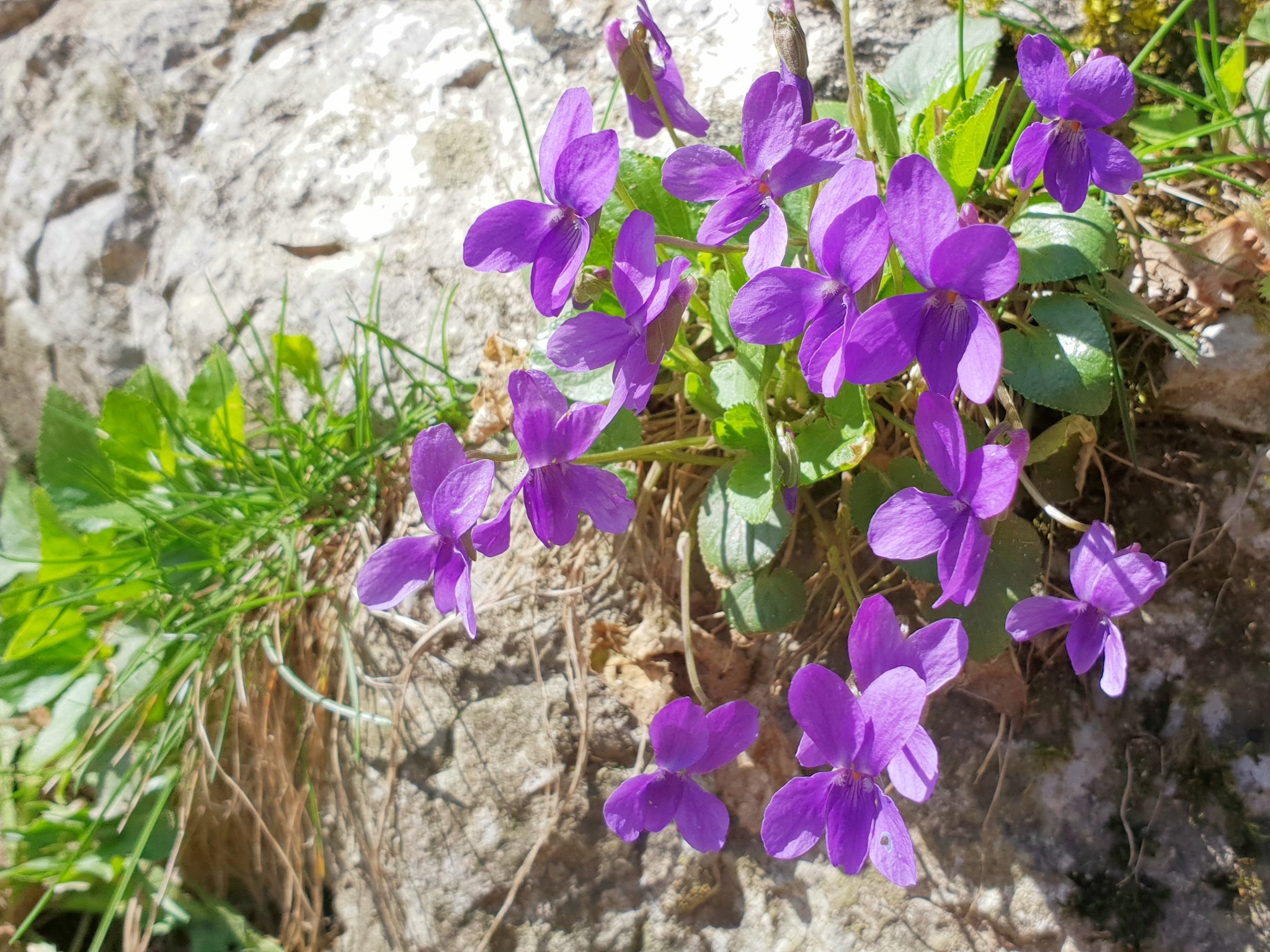Veilchenduft liegt in der Luft (das Veilchen ist u.a. Symbol für