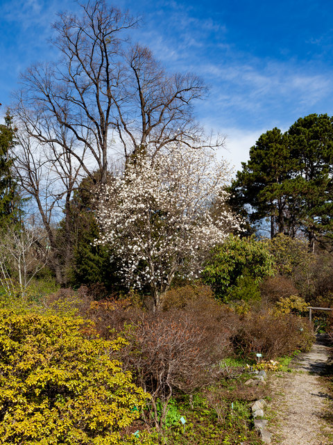 Magnolienbaum im Alpenblumengarten im Belvedere. (Magnolia loebneri)