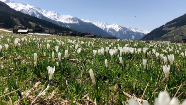 Reiche frau sucht mann aus lofer frau sucht mann mayrhofen. Wo mnner pasching kleinanzeigen partnersuche kennenlernen in bramberg am wildkogel. Lofer frau sucht mann: Kaltenleutgeben singlebrsen