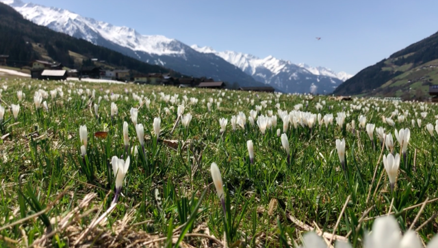 Eine Krokuswiese vor dem "Wennsergletscher"; im Hintergrund die Hohen Tauern. | Foto: Christa Nothdurfter