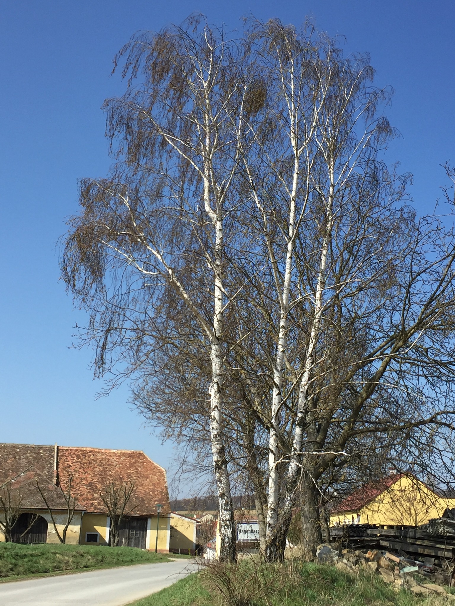 Birken - Segen oder Fluch - Mistelbach