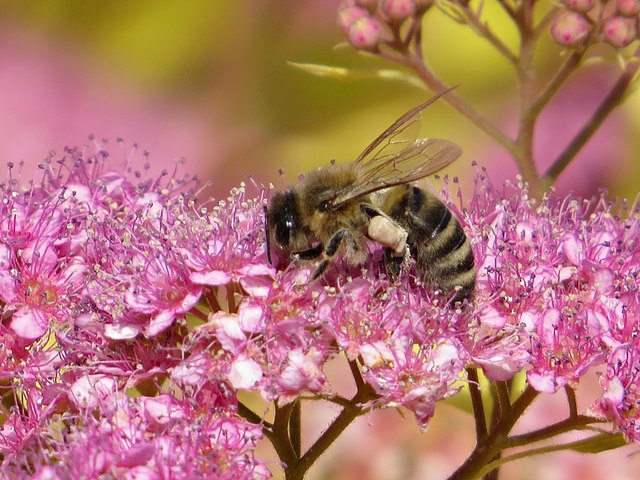 Foto: Doris Schweiger