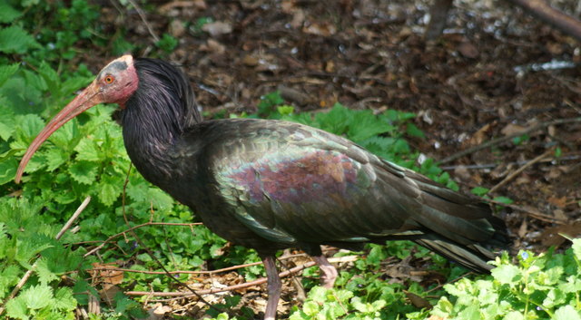 In Kuchl fühlt sich der Waldrapp sichtlich wohl.