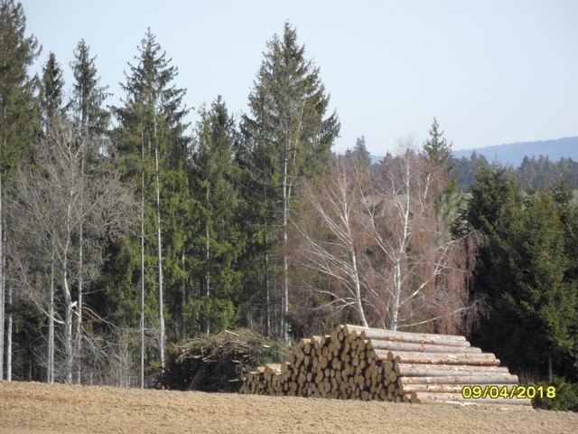 Bis zum Nadelwaldbestand sind es von der Holzmiete aus bestimmt keine tausend Meter.