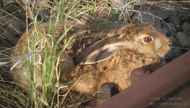 Eisenbahnhäschen bei Maigen