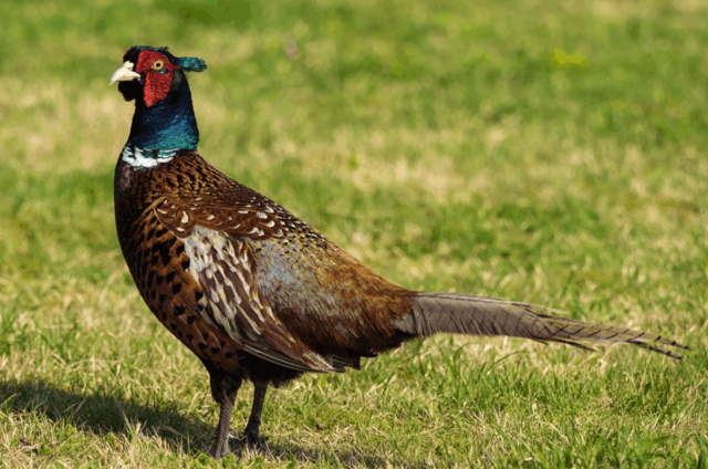 Wild.Wald.Wasser: Die Messe rund um die Jagd im Schloss Ottenstein.