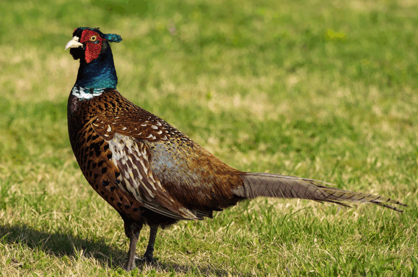 Wild.Wald.Wasser: Die Messe rund um die Jagd im Schloss Ottenstein.